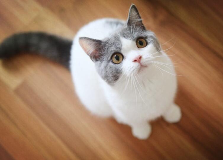 到底该给猫咪打什么针呢?分别都是什么?注射时间及年龄分享(图4)