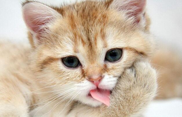 到底该给猫咪打什么针呢?分别都是什么?注射时间及年龄分享(图5)