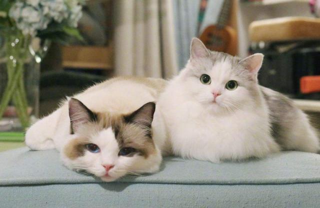 年轻人催热“猫咪经济”,吸猫成瘾,养猫“致贫”?(图1)