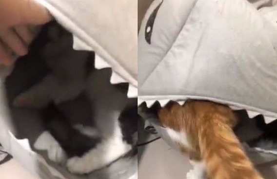 鲨鱼猫窝被橘猫压扁 饲主拨开里面黑白猫超无辜(图2)