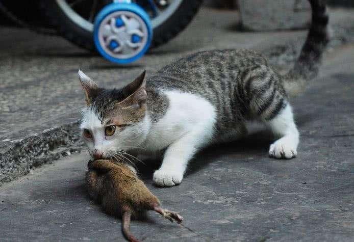 猫知道自己快死吗?猫咪去世前有何征兆?(图4)