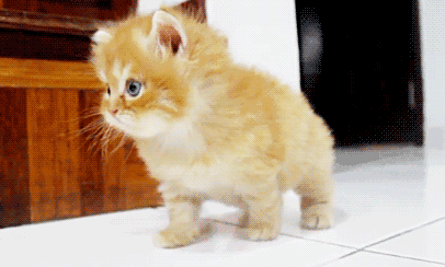 猫知道自己快死吗?猫咪去世前有何征兆?(图5)