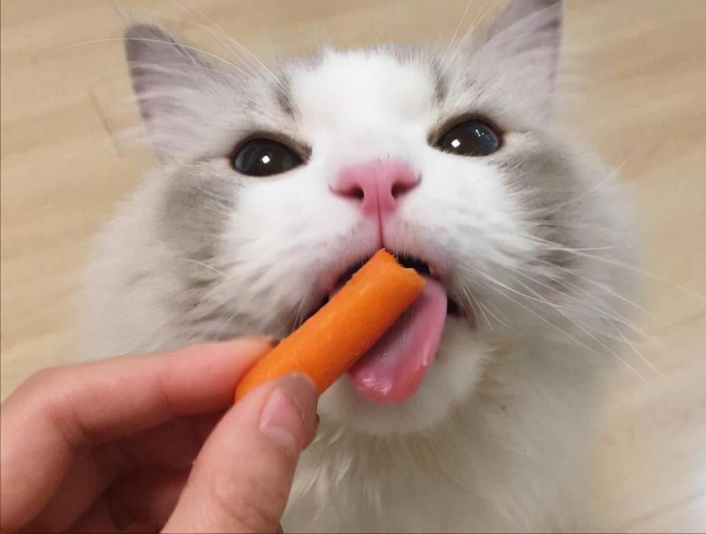 猫咪大便干燥怎么办?6个方法调整猫咪大便干燥情况(图2)