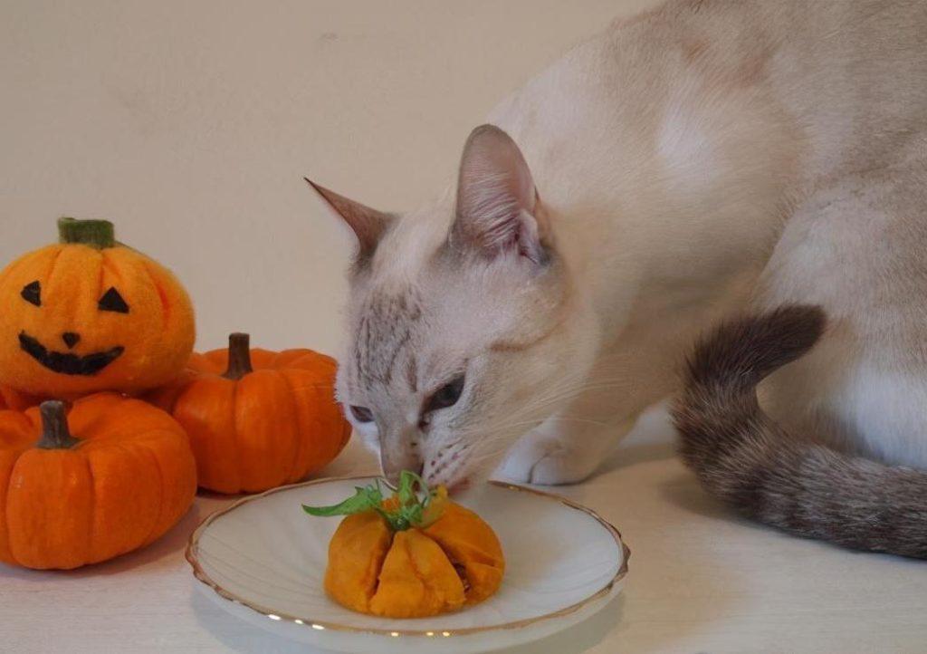 猫咪大便干燥怎么办?6个方法调整猫咪大便干燥情况(图3)