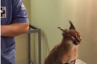 坐上诊疗台狂哈气 打针结束狞猫一脸呆萌愣在原地(图2)