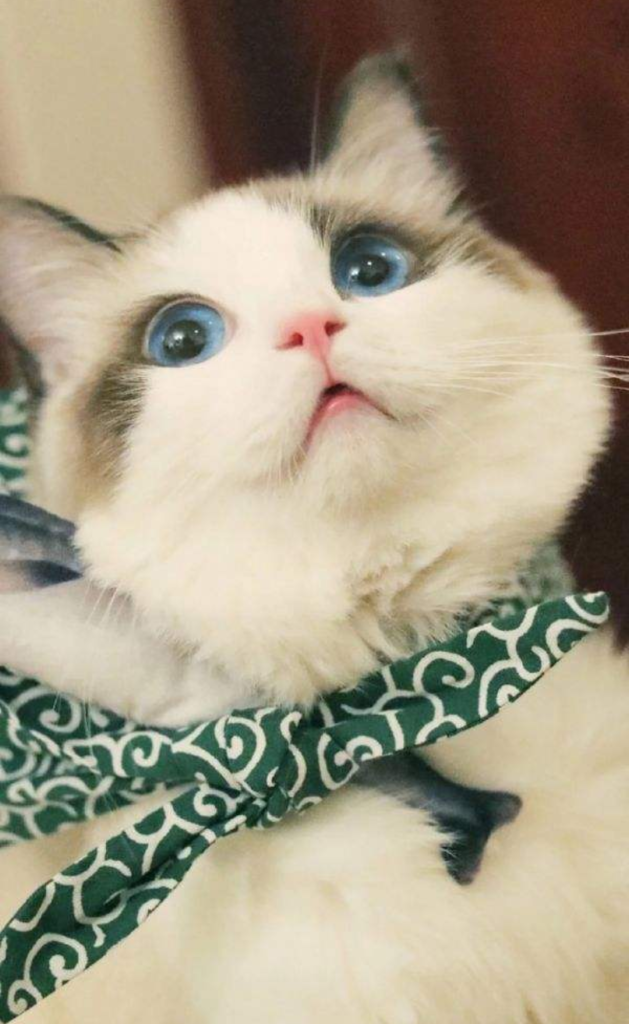 猫咪小科普 | 养猫咪的这些知识你可能都不知道(图1)