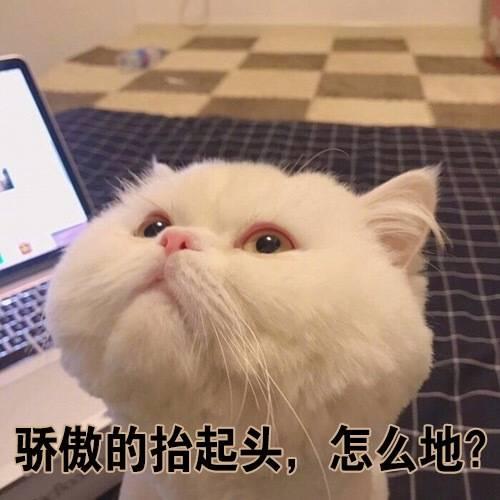 猫咪小科普 | 养猫咪的这些知识你可能都不知道(图2)