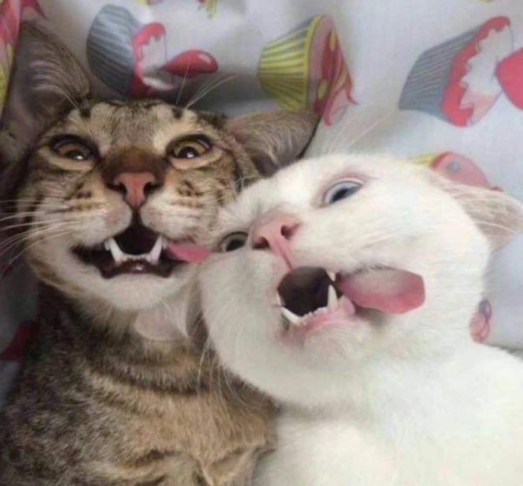 猫咪小科普 | 养猫咪的这些知识你可能都不知道(图3)