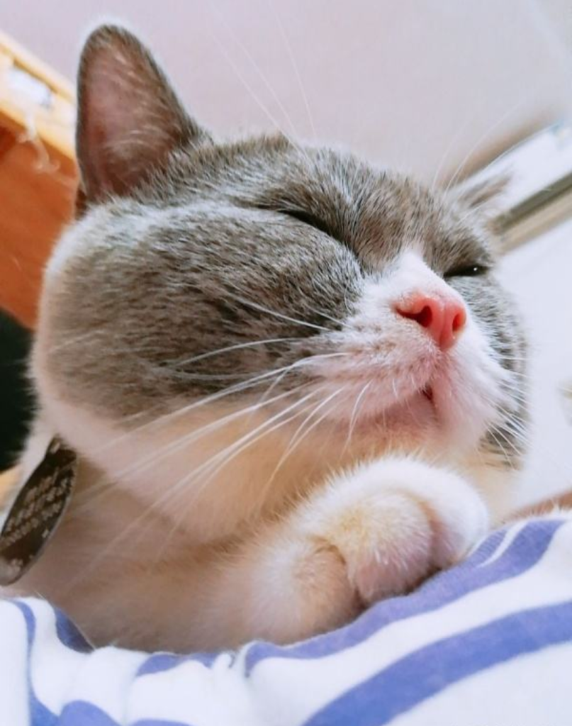 猫咪小科普 | 养猫咪的这些知识你可能都不知道(图4)