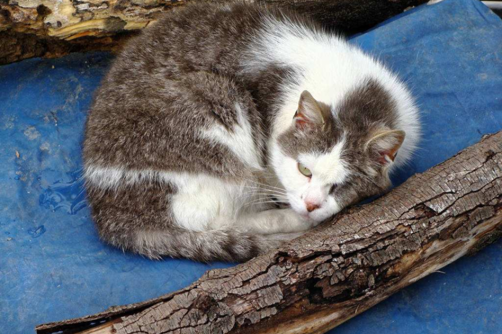 猫咪小科普 | 养猫咪的这些知识你可能都不知道(图5)