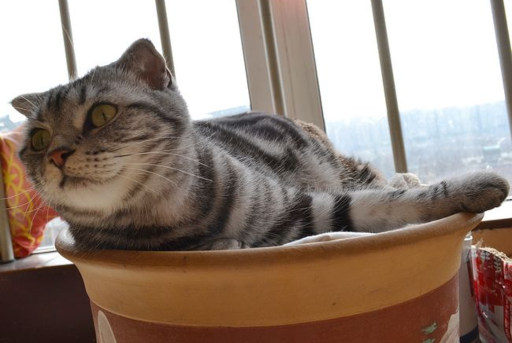 猫咪小科普 | 养猫咪的这些知识你可能都不知道(图6)