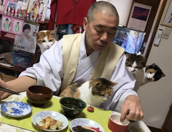 流浪猫被寺院收养后,住持变猫奴,天天被猫咪包围(图1)