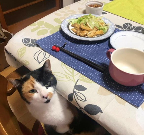 流浪猫被寺院收养后,住持变猫奴,天天被猫咪包围(图2)