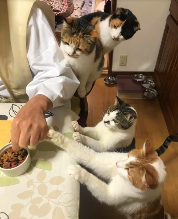 流浪猫被寺院收养后,住持变猫奴,天天被猫咪包围(图3)