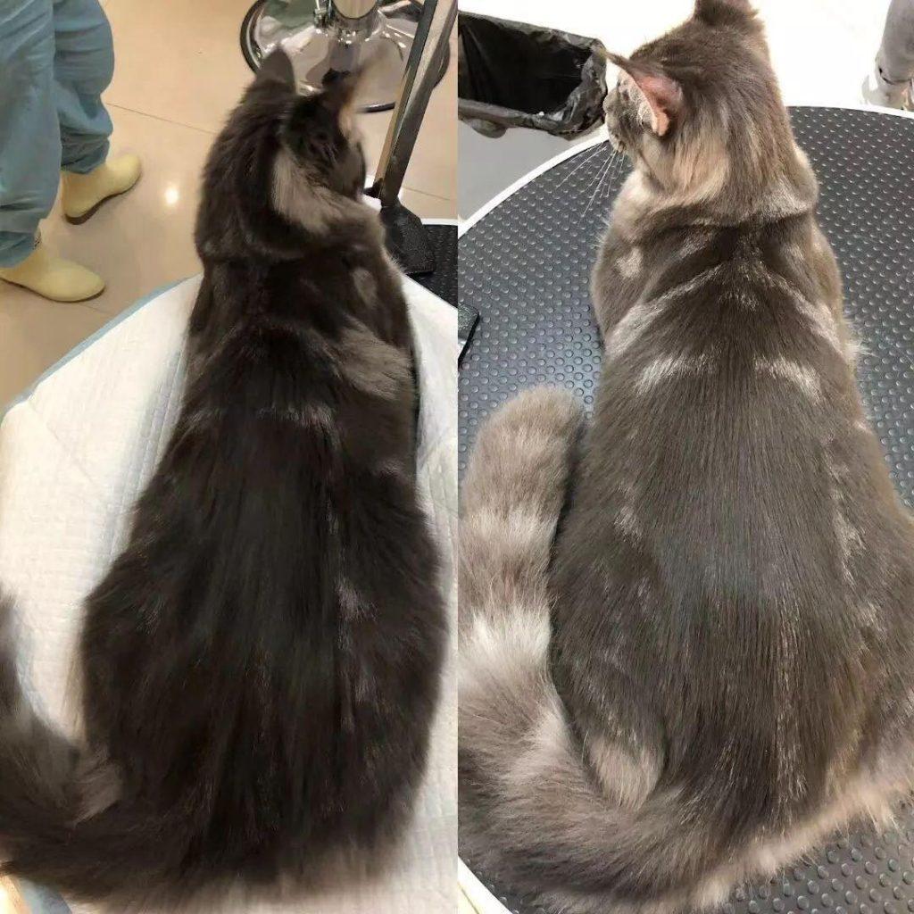 手把手教你给猫咪梳毛,可以拉近宠物与主人的关系(图1)