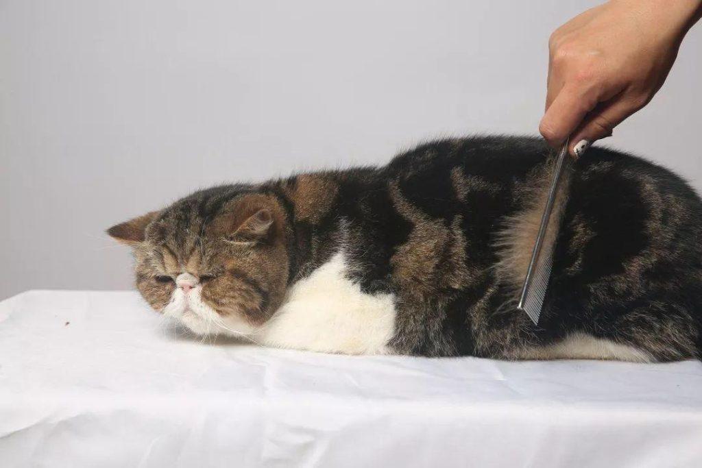 手把手教你给猫咪梳毛,可以拉近宠物与主人的关系(图3)