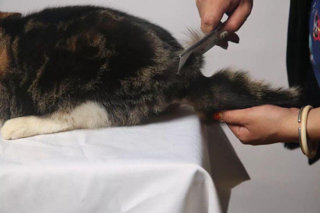 手把手教你给猫咪梳毛,可以拉近宠物与主人的关系(图4)
