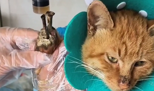 被烧断腿,伤口已经开始生蛆的流浪猫,它依然温柔对待靠近它的人(图3)