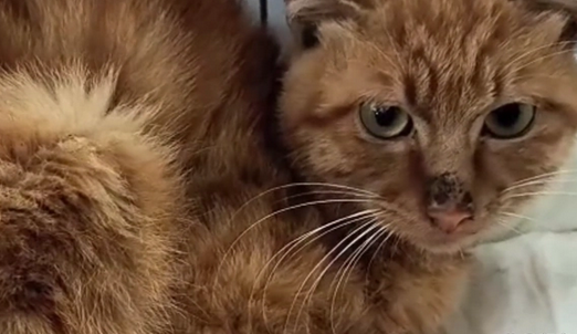 被烧断腿,伤口已经开始生蛆的流浪猫,它依然温柔对待靠近它的人(图2)