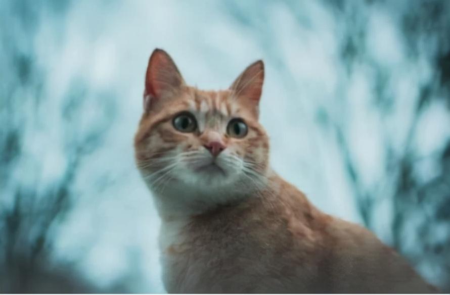 猫咪子宫蓄脓是怎么回事?导致猫咪子宫蓄脓的因素(图1)