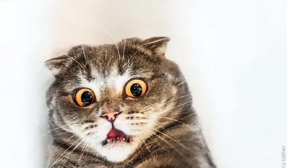 警惕!你家猫咪体内有心丝虫吗?如何诊断猫咪是否患有心丝虫病?(图1)