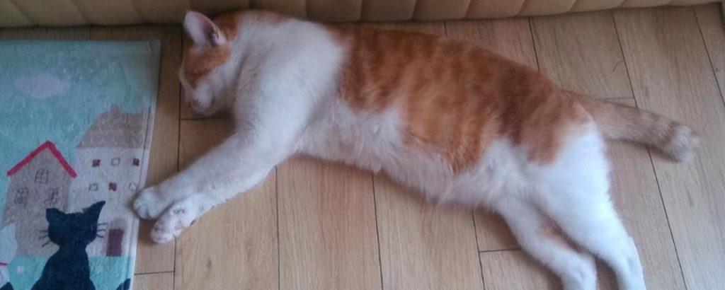 警惕!你家猫咪体内有心丝虫吗?如何诊断猫咪是否患有心丝虫病?(图2)