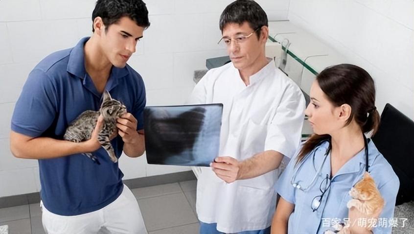 警惕!你家猫咪体内有心丝虫吗?如何诊断猫咪是否患有心丝虫病?(图3)