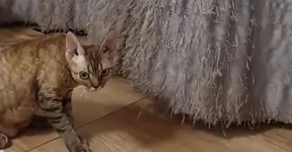 7只猫经过半年的努力,将窗帘撕成流苏状(图1)