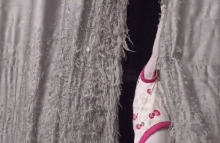 7只猫经过半年的努力,将窗帘撕成流苏状(图2)