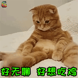 宠物吃生骨肉,会感染寄生虫吗?给猫咪做猫饭,如何确保营养均衡?(图1)