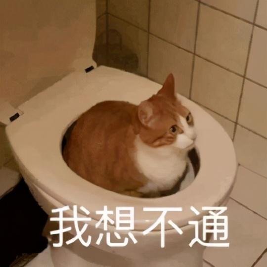 宠物吃生骨肉,会感染寄生虫吗?给猫咪做猫饭,如何确保营养均衡?(图2)