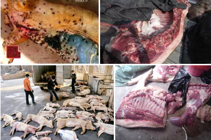 宠物吃生骨肉,会感染寄生虫吗?给猫咪做猫饭,如何确保营养均衡?(图6)