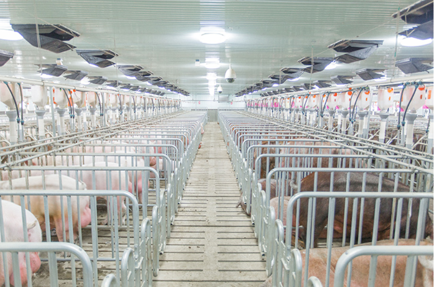 宠物吃生骨肉,会感染寄生虫吗?给猫咪做猫饭,如何确保营养均衡?(图7)