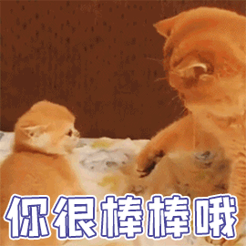 宠物吃生骨肉,会感染寄生虫吗?给猫咪做猫饭,如何确保营养均衡?(图12)