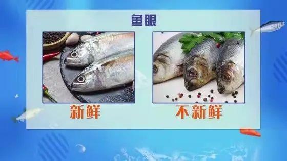 宠物吃生骨肉,会感染寄生虫吗?给猫咪做猫饭,如何确保营养均衡?(图15)