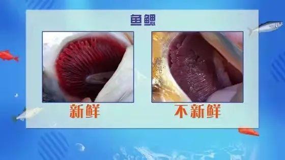 宠物吃生骨肉,会感染寄生虫吗?给猫咪做猫饭,如何确保营养均衡?(图16)