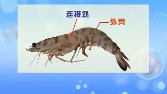 宠物吃生骨肉,会感染寄生虫吗?给猫咪做猫饭,如何确保营养均衡?(图17)