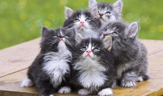 大猫看见女主抱着小猫玩,于是醋意大发这样做,行为让人哭笑不得(图1)