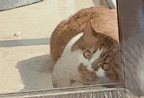 “救命!我被邻居家的猫偷窥了!”(图1)