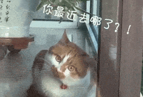 “救命!我被邻居家的猫偷窥了!”(图2)