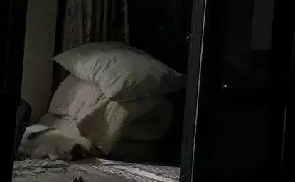 “救命!我被邻居家的猫偷窥了!”(图4)