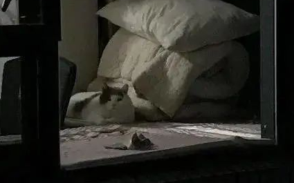“救命!我被邻居家的猫偷窥了!”(图3)
