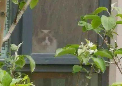 “救命!我被邻居家的猫偷窥了!”(图6)