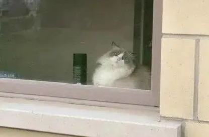 “救命!我被邻居家的猫偷窥了!”(图5)