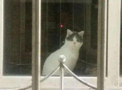 “救命!我被邻居家的猫偷窥了!”(图7)