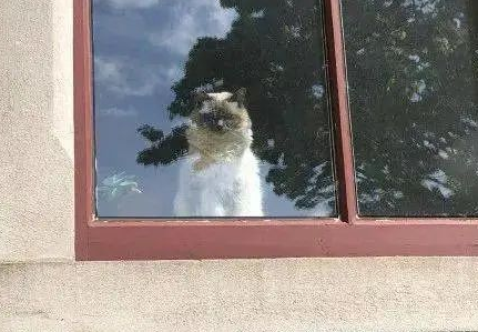 “救命!我被邻居家的猫偷窥了!”(图10)