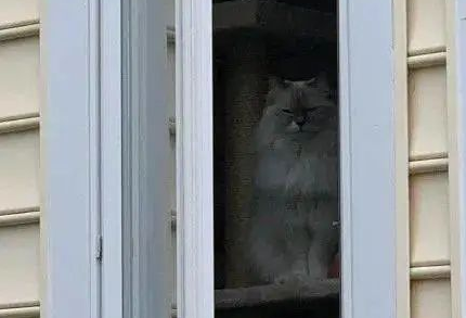 “救命!我被邻居家的猫偷窥了!”(图11)