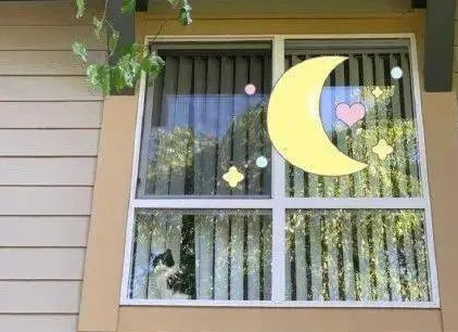 “救命!我被邻居家的猫偷窥了!”(图13)