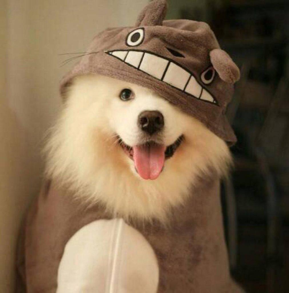 养萨摩耶家里常备这7种药,狗狗生病不用慌(萨摩耶幼犬需要补充什么营养)(图1)