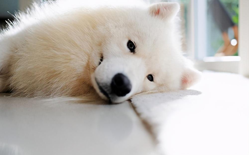 养萨摩耶家里常备这7种药,狗狗生病不用慌(萨摩耶幼犬需要补充什么营养)(图3)